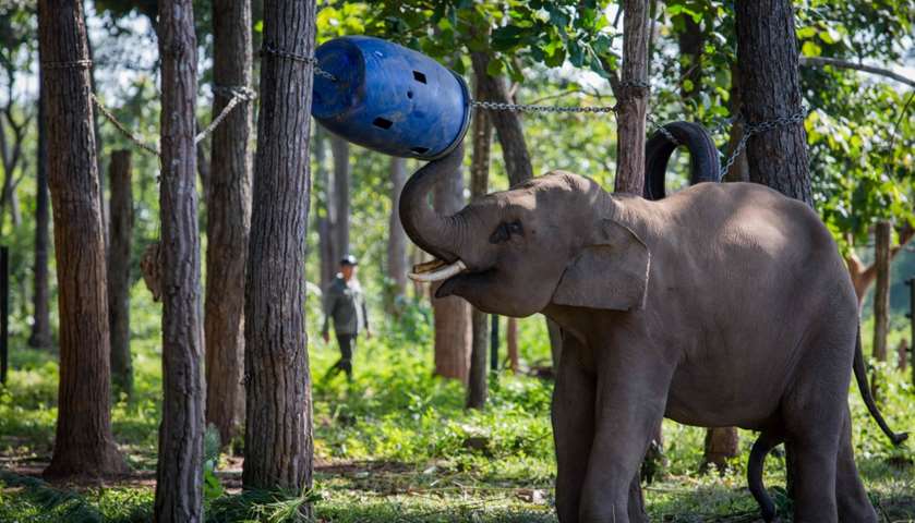 Seven-year-old elephant named Jun, rescued from poacher\'s trap, recovering at the Center