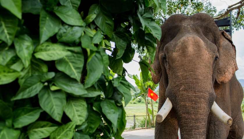 An elephant with sawn off tusks standing at a trekking tour shop at a tourist resort