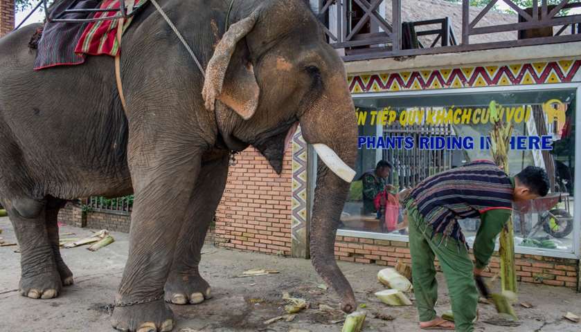 A mahout preparing to feed his elephant while waiting for customers