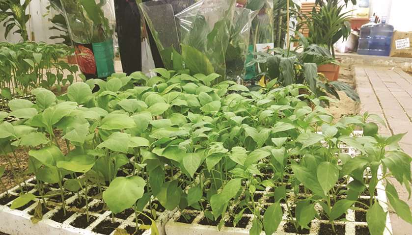 Chilly seedlings for sale