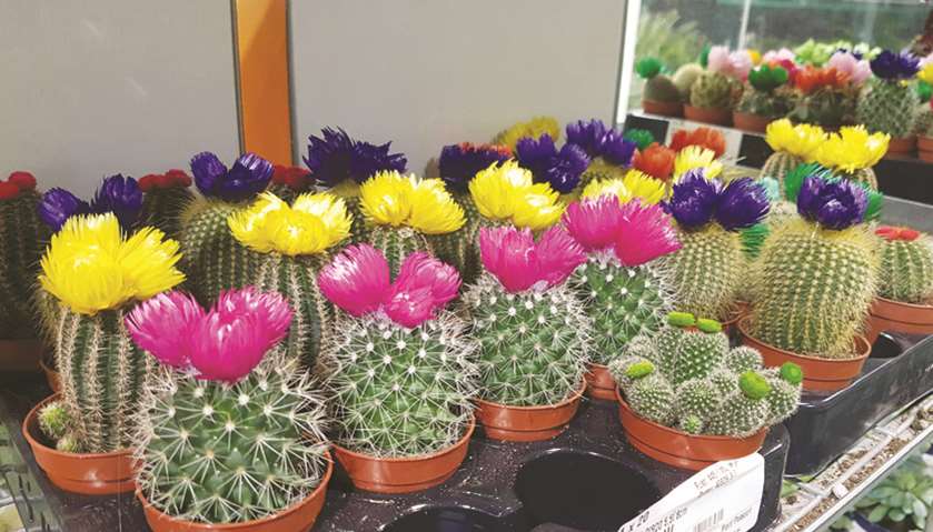 A collection of Cacti with colourful flowers.
