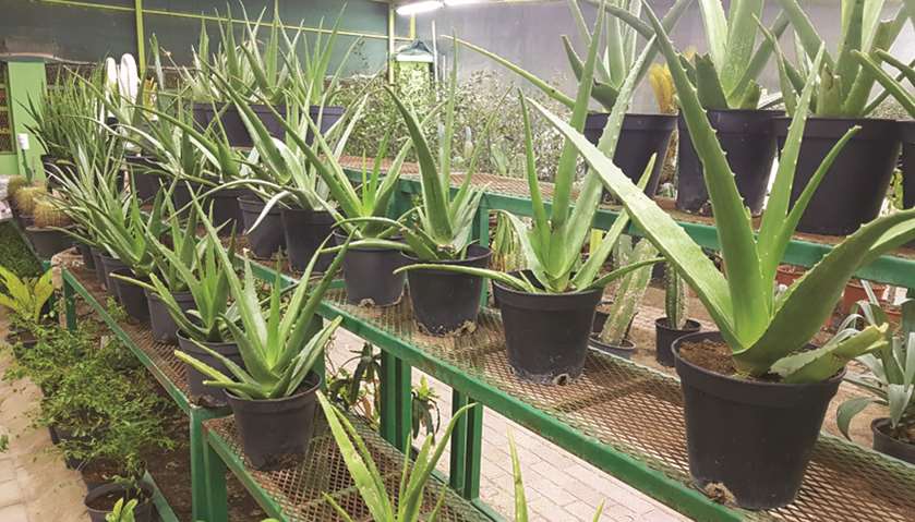 Aloe vera is in high demand