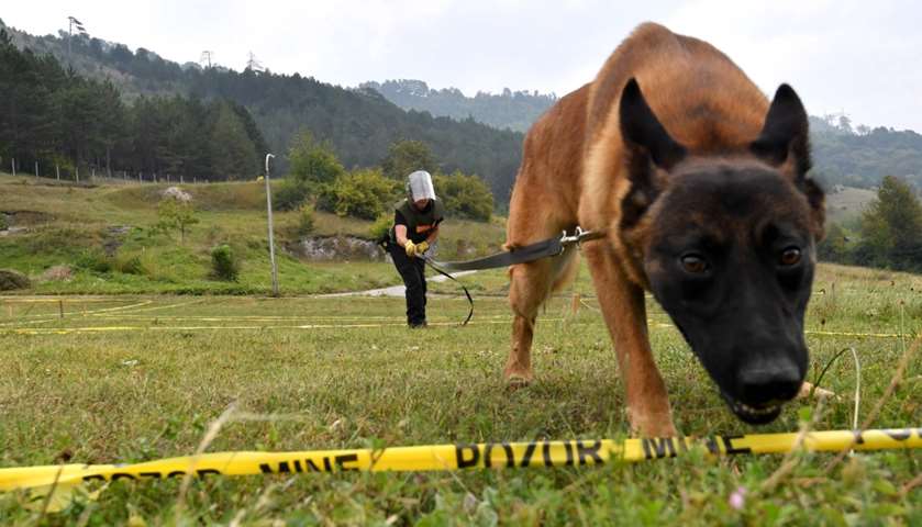 A trainer trains a dog to assume the \"siting indication position\" in a simulated mine field at Konji