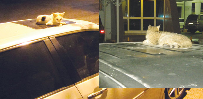 Stray cats: a problem in many areas of Doha PICTURES: Joey Aguilar and Saleem Parakkadavu