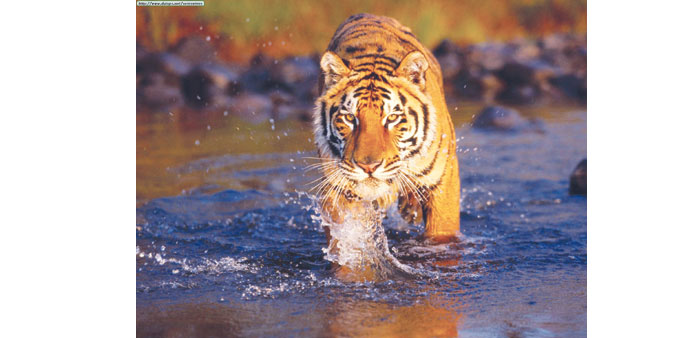 A Sundarbans tiger