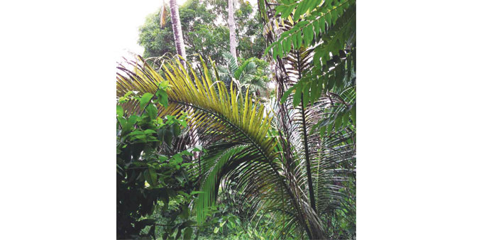 Coconut pest