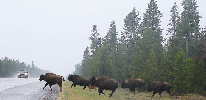 As a patrol car stands watch, bison shoot out of the woods and cross a highway near Yellowstone National Park in Montana in the western United States.