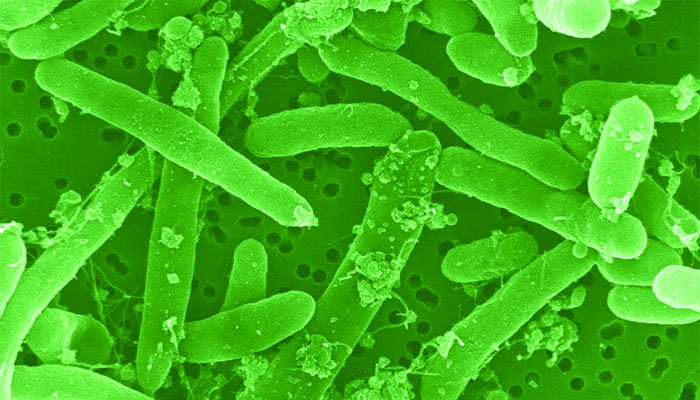 Gut bacteria E. coli