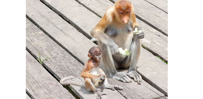 FOOD FOR THOUGHT: A female proboscis monkey shares food with her infant on a boardwalk at the edge of the mangrove forests in the Proboscis Monkeys Sa