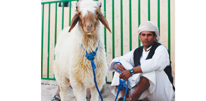A sheep and a shepherd at the Halal Hal Qatar Festival yesterday. PICTURE: Nasar T K.