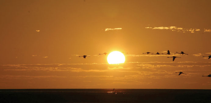 Sunset at PNBA silhouettes migratory birds.