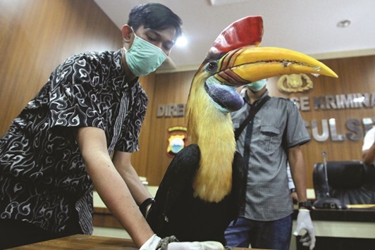 A recent photo shows plain clothes police displaying a stuffed hornbill trophy seized from smugglers in Makassar, South Sulawesi province.