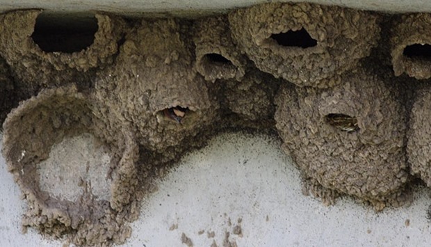 swallows' nests