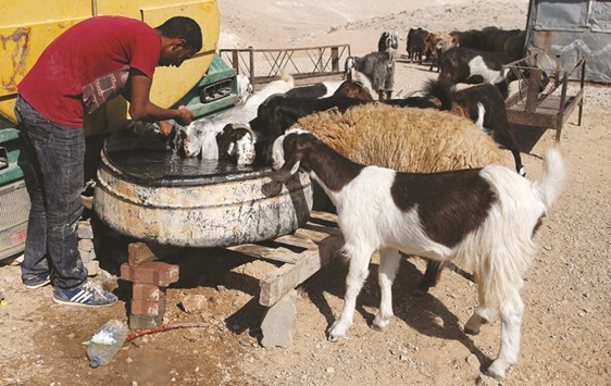 A man and his goats drink from a water tank in the Bedouin village of Wadi Abu Hindi, near the Israeli-occupied West Bank town of al-Azariya, east of Jerusalem.