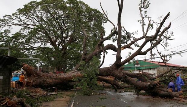 Workers cut branches of an uprooted tree along a road after Typhoon Haima