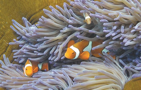 Fish swim through the coral on Australiau2019s Great Barrier Reef.