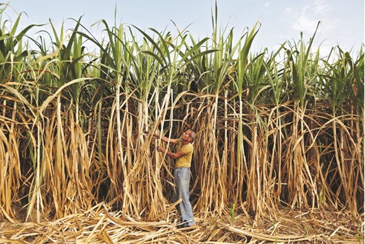 A farmer works in his sugarcane field on the outskirts of Ahmedabad. Members of the Dalit community are stepping up their campaign for land rights.