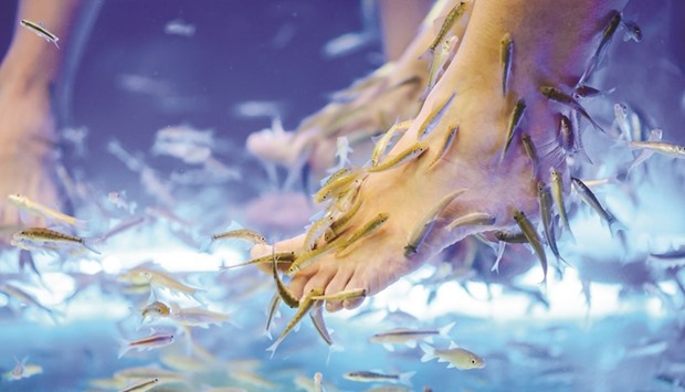 Garra ruffa or doctor fish gently nibbles away rough skin from the feet of spa customers.