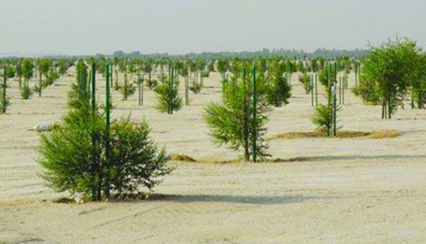 Trees planted for the man-made forest (supplied picture).