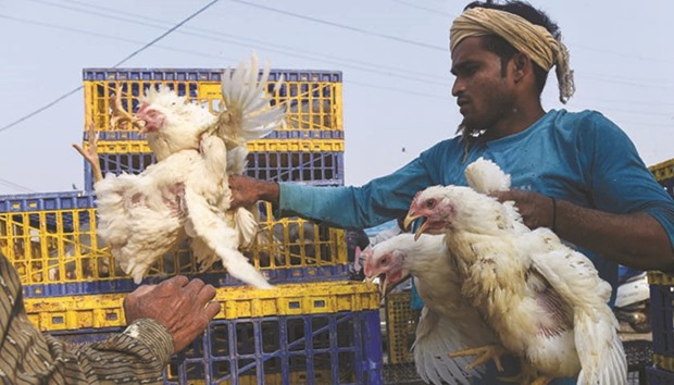 A vendor puts chickens in a cage at a poultry market in New Delhi yesterday. The New Delhi zoo was temporarily closed after two birds died of bird flu, a month after India declared itself free of the disease.