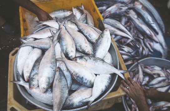 Hilsa, along with other fish, for sale at a wholesale market.