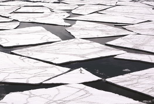 This undated handout photo received from the Antarctic Ocean Alliance yesterday shows an Adelie penguin in Antarcticau2019s Ross Sea in Antarctica. The worldu2019s largest marine reserve aimed at protecting the pristine wilderness of Antarctica will be created after an agreement was finally reached, with Russia dropping its long-held opposition.
