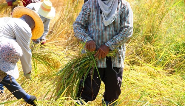 Farmers at work in jasmine rice field