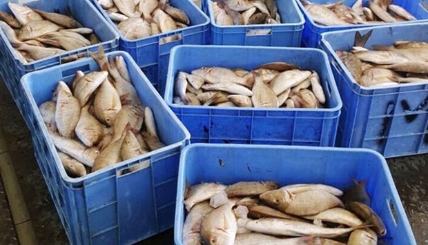 The health control section of Al Rayyan Municipality has destroyed 333.8kg of rotten Sheri fish found at a fish shop. Picture: Twitter posts of Ministry of Municipality and Environment