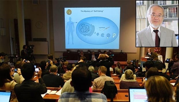 A graph explaining parts of the work on autophagy by Yoshinori Ohsumi (inset) of Japan is displayed on the screen at the Nobel Forum in Stockholm, after the announcement that Ohsumi won the Nobel Prize in Medicine on Monday.