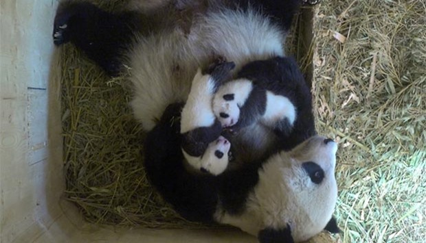 Giant Panda Yang Yang and her twin cubs are seen at Schoenbrunn Zoo in Vienna