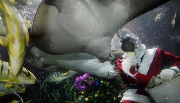 Diver Philip Chan, dressed as Santa Claus, feeds fish during Christmas festivities at the Underwater World Singapore aquarium on Sentosa in this file picture.