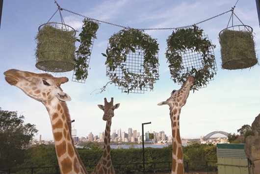 The Sydney Opera House and Harbour Bridge can be seen in the background as giraffes eat leaves shaped into the number 100 during centenary celebrations at Sydneyu2019s Taronga Zoo.