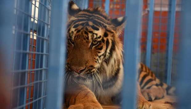 A tiger is being transported in Cobanbey, after it was rescued from the destroyed Magic World amusement park near Aleppo.