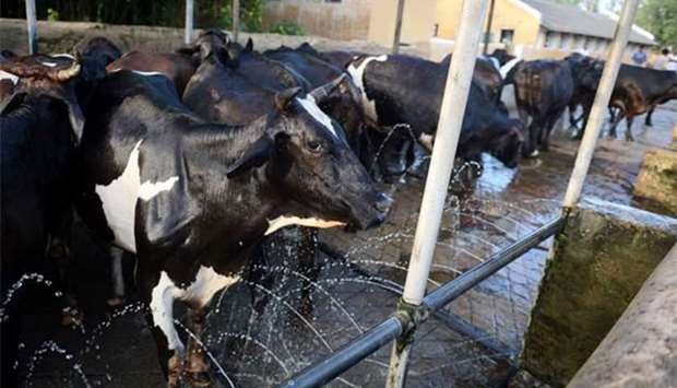 Cows stand in an automated shower at a British-era dairy farm that opened in 1889 and is now run by the Indian military in Allahabad.