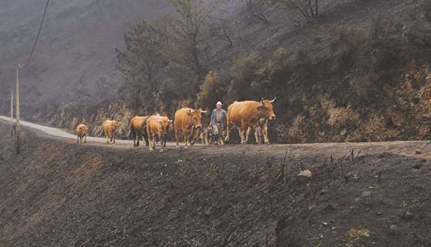 Farmers walk their livestock on a mountain road, past vegetation burnt by forest fire in Galicia, northern Spain.