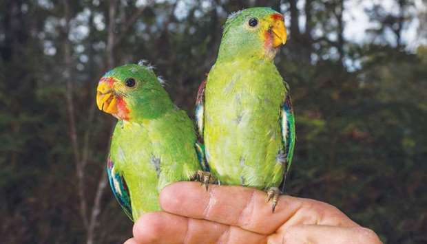 Endangered Swift Parrots are under threat from squirrel-like marsupials in a battle for space in Australiau2019s ancient forests, scientists said as they race against time to save the rare birds.