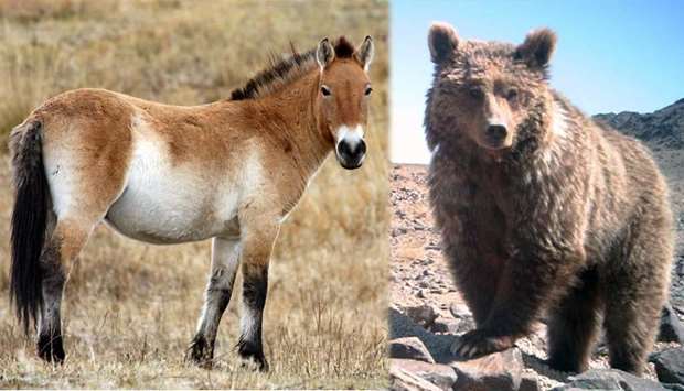 Przewalski  Horse and the Gobi Bear