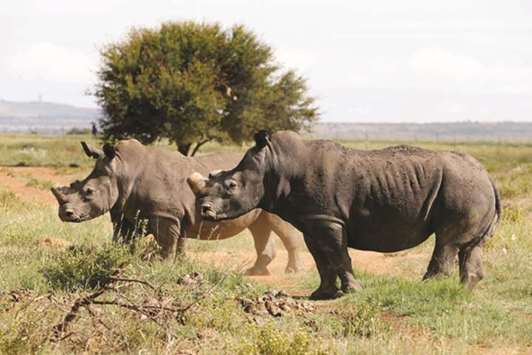 Black rhinos graze at a farm outside Klerksdorp, South Africa.
