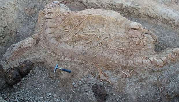 An excavated ichthyosaur skeleton near Lodai village in the Kutch district of Gujarat state in weste