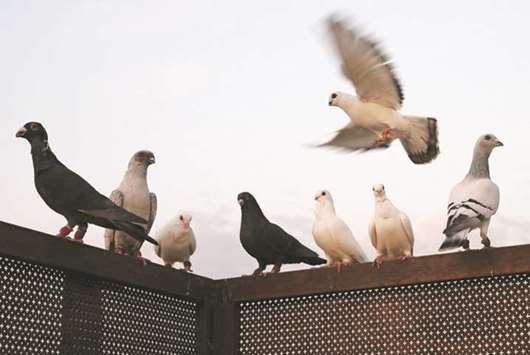A pigeon flies in Amman on Friday. Jordanu2019s high and rising public debt has worried the International Monetary Fund and prompted a downgrade from Standard & Pooru2019s.