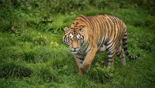 Nepal is home to 198 endangered wild tigers.