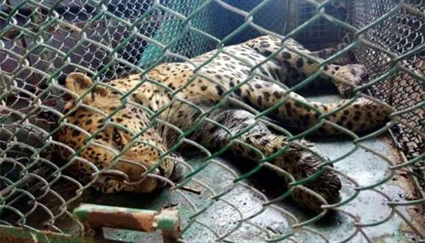 A leopard lies sedated inside a cage after being captured by a wildlife team at the Maruti Suzuki plant in Gurgaon on Friday.
