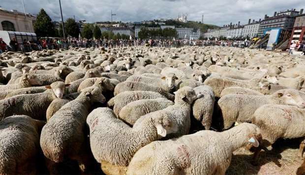 Hundreds of sheep gather as French farmers (rear) stage a protest against the government's ,Plan loup, (wolf project) as they seek to protect their stock against attacks by wolves, in Lyon