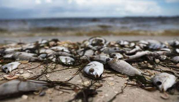 Fish which have been washed ashore, lie on the Sanibel causeway after dying in a red tide in Sanibel