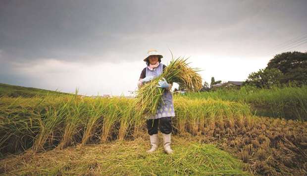 Farmer Mayumi Oya poses with harvested rice plants on a paddy field in Kazo city, Saitama prefecture.