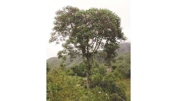 A cinchona (cinchona officinalis) tree at the Pagaibamba protected forest, in Querocoto district, Chota province, Peru.
