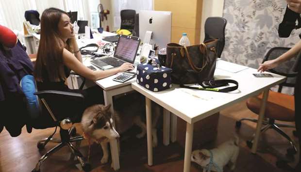Dogs are seen in an office of a digital advertising agency which promotes bring-your-dog-to-work in Bangkok.