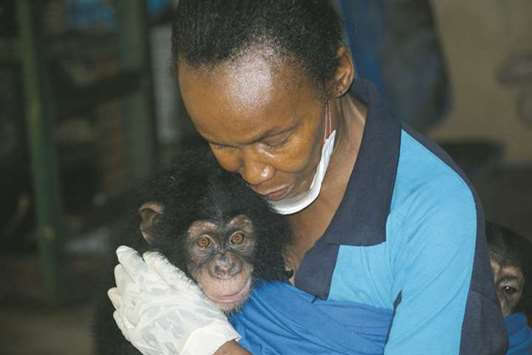 Mama Posseh Kamara, a conservationist working as a foster mother for chimps, poses with one of the seven rescued chimps from private homes at the Tacugama Chimpanzee Sanctuary in Freetown.