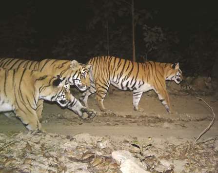 This handout photograph shows Bengal tigers in the Bardia National Park, some 500kms southwest of Nepalu2019s capital Kathmandu.