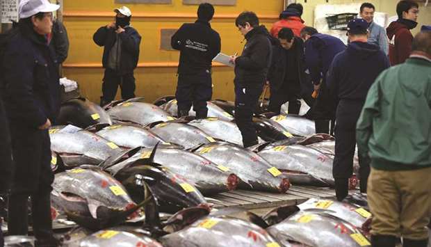 Fishmongers check bluefin tuna prior to an auction at the Tsukiji fish market in Tokyo.